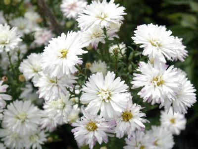 Integral transparency : spiritual meaning of flower