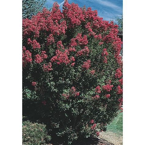 1-Gallon Multicolor Flowering Tree Crape Myrtle In Pot (With Soil) in ...