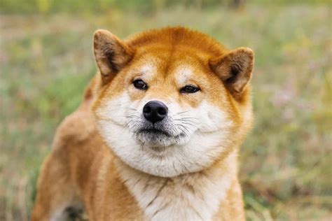 Shiba Inu Dog Price: How Much Does a Shiba Puppy Cost? - K9 Web