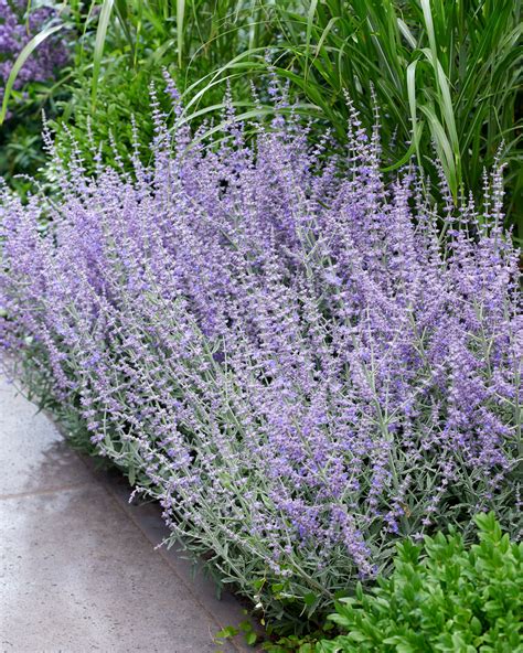 Perovskia Atriplicifolia Russian Sage Care In Your Flower Garden