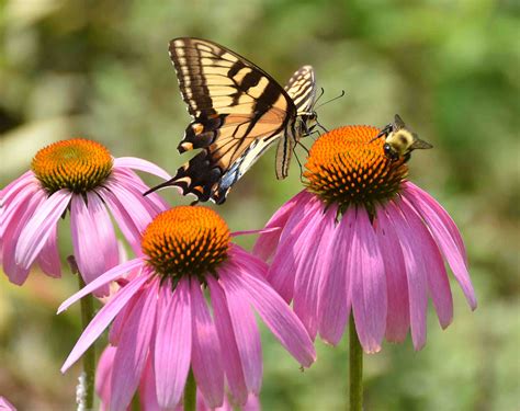 Perché gli insetti impollinatori sono importanti?