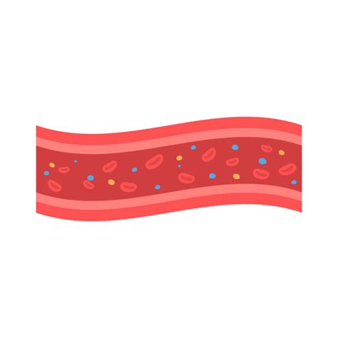 Blood Vessel PNGs for Free Download