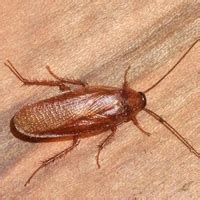 Image result for Tree Cockroach
