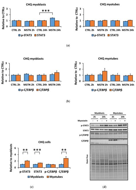 Differentiation of Murine C2C12 Myoblasts Strongly Reduces the Effects ...