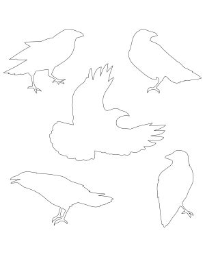 Image result for Crow Front View