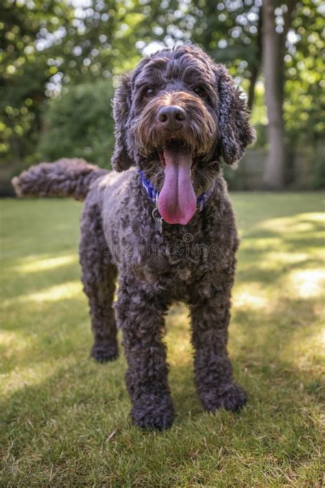 Image result for Dog Cockapoo Brown