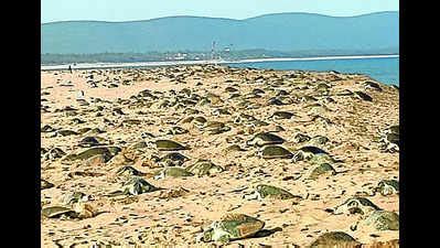 Sea Turtle Research Centre: Ganjam district to get sea turtle research ...