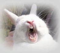 Image result for Baby Rabbit Screaming