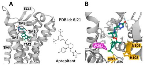 Receptors | Special Issue : Biological and Pharmacological Aspects of ...