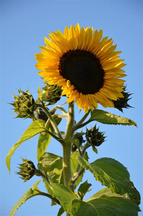 Sunflower No-Till Drill 的图像结果