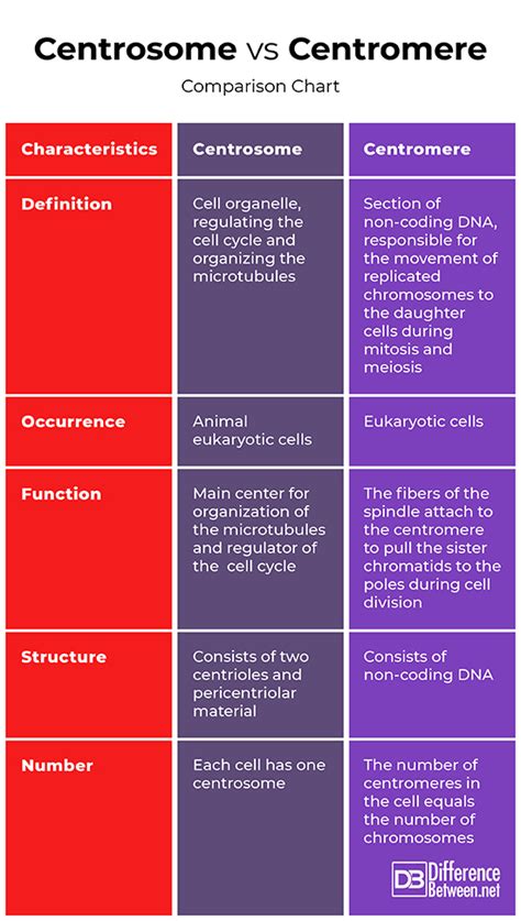 Difference Between Centrosome and Centromere | Difference Between ...