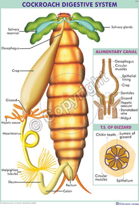 Image result for Digestive System of Cockroach