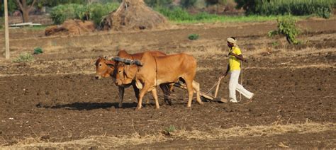 Is Maharashtra really serious about coming to the aid of its drought ...