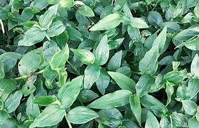 Image result for How to Care for Wandering Jew Plant