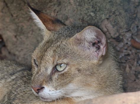 Jungle Cats on Night Safari | Meer