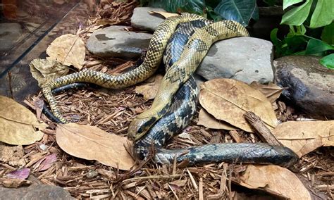 False Water Cobra Pictures - AZ Animals