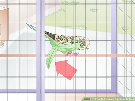 Sick Parakeet 的图像结果