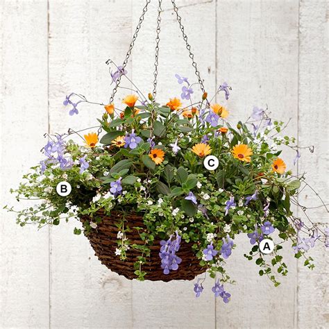 25 Hanging Baskets You'll Want to Plant Immediately | Hanging plants ...