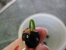 how to grow lotus from seed day in the garden how to grow lotus from seed step by step how to grow lotus from seed day in the garden how to grow lotus from seed step by step
