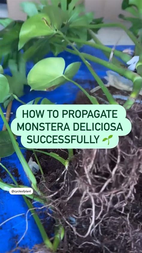 Importing plants the complete guide how to import houseplants – Artofit