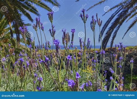 Scenic View on the Island of Lanzarote in the Atlantic Ocean Stock ...