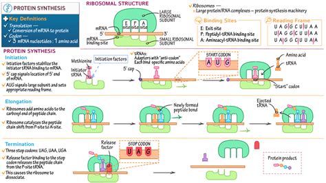 Image result for Protein Synthesis Explained