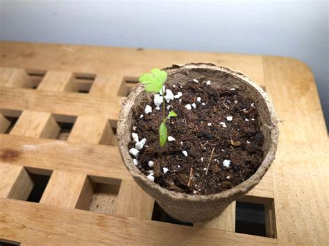 Cultivate Success: The Ultimate Guide to Growing Parsley Indoors