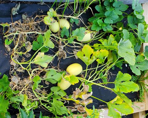 What Is Eating My Spaghetti Squash Plants at Ellen Rodriguez blog