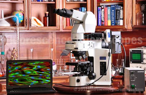 Fluorescence Microscope 的图像结果