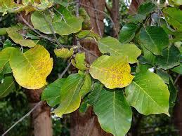 Forestry :: Sal Tree