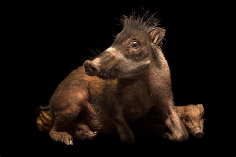 Meet the critically endangered pig with a rockstar mohawk | National ...