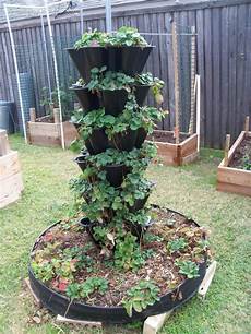 Strawberry Container Garden by Specialty Gardening Need Help Ideas For Moving My Strawberry Container Garden