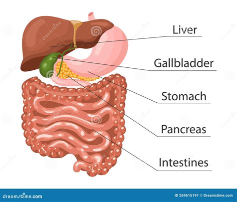 Digestive System Gallbladder