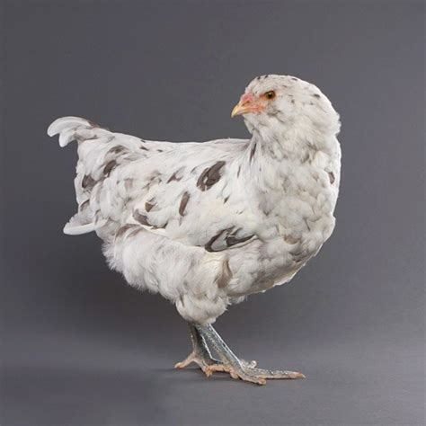 Baby Chicks: Blue Splash Ameraucana - My Pet Chicken