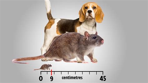 Rats the size of DOGS might roam Earth one day, scientist claims - and they could evolve to be ...