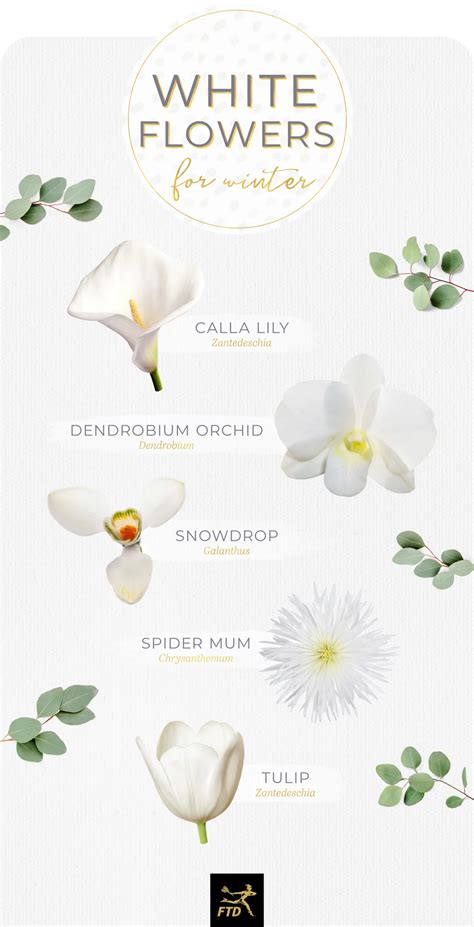 40 Types of White Flowers - FTD.com