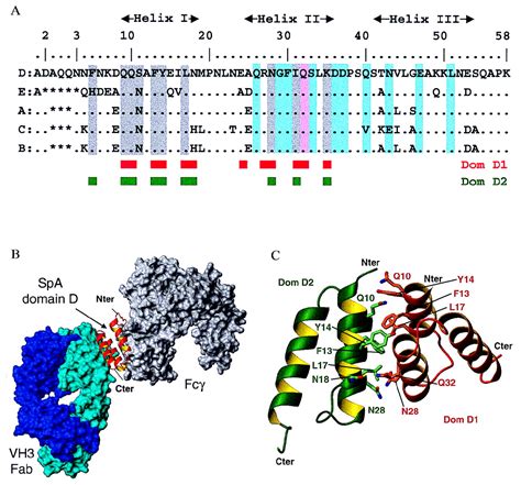 Crystal structure of a Staphylococcus aureus protein A domain complexed with the Fab fragment of ...
