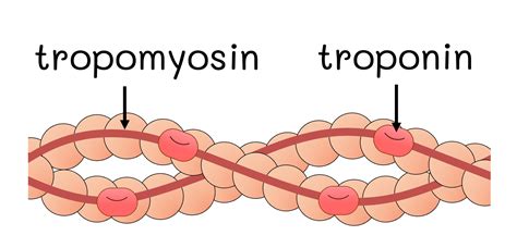 Crossbridge Model of Muscle Contraction 的图像结果