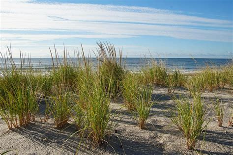 Beachgrass Planting in Hampton Bays, Tiana Bayside Facility, Hampton ...