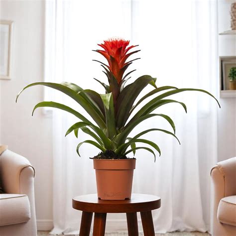 Buy Guzmania Red Plant online at best price