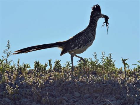 Wildwestbirds: Birds of Mesilla Valley Bosque
