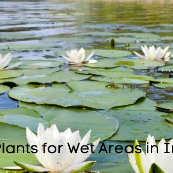 Best Gardening Tips | News and Care — Tagged "wet area plants India ...