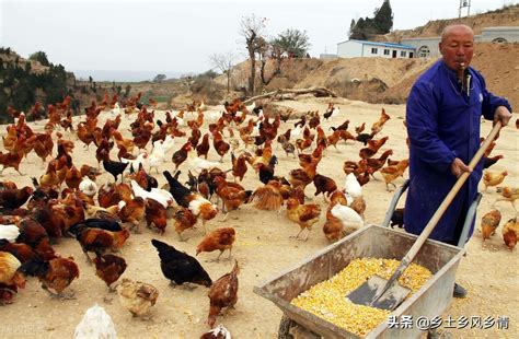 山上养鸡要多少成本？2022年养鸡你有山地如何高效养鸡？