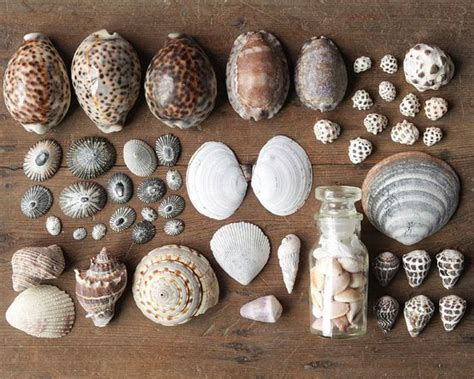Sea Shell Collections 的图像结果