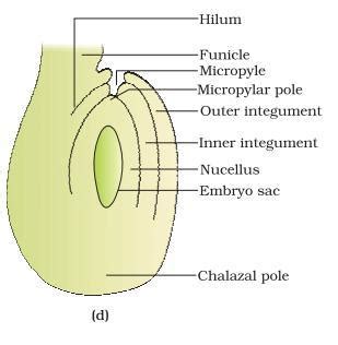 Explain the agiosperm ovule with a labeled diagram - Brainly.in