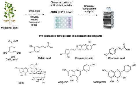 Antioxidants In Spanish Translation at Oscar Godson blog