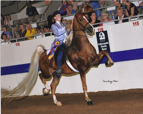 CH Catalyst Commander 2009 3-Gaited Show Pleasure Champion 2010 3 ...