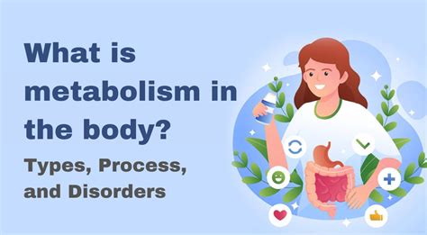 What is metabolism in the body? Types, Process, and Disorders