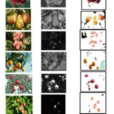 Image result for Tracking Algorithm Images Based On Fruits