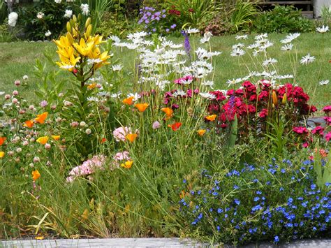 wildflower garden design ideas - Salome Sena